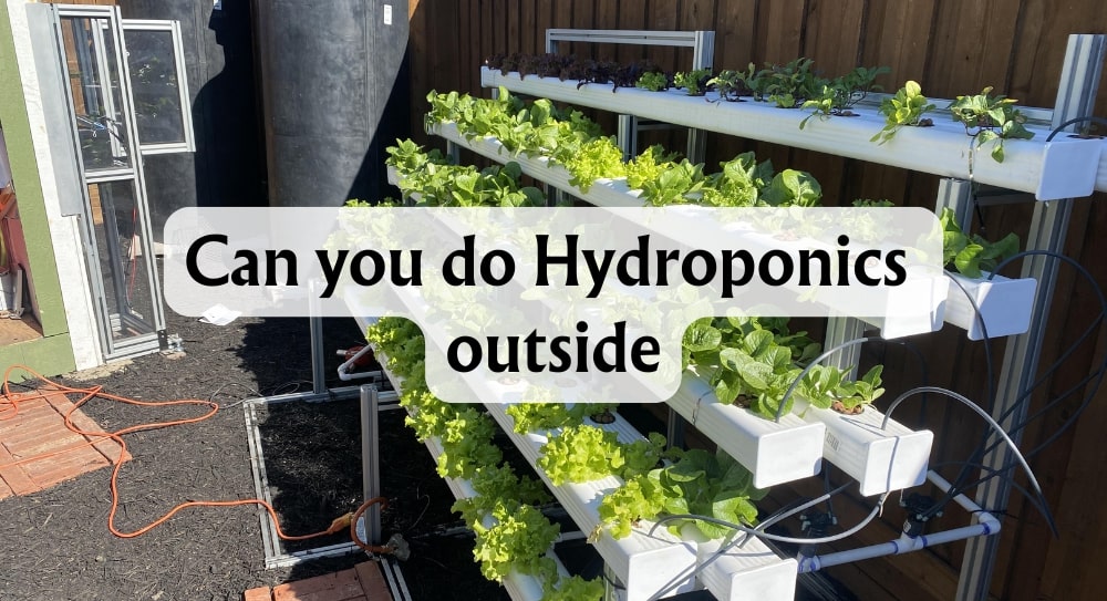 Can You Do Hydroponics Outside? Guide to Outdoor Hydroponics