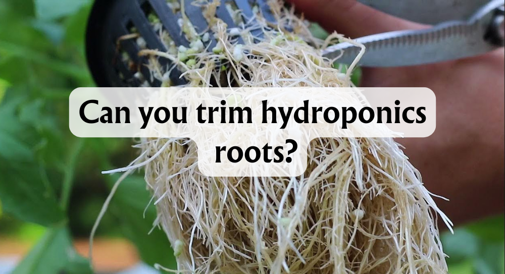 can you trim roots in hydroponics tips and techniques