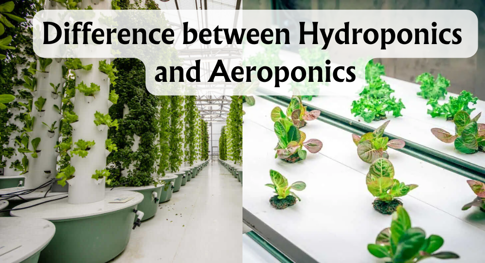 Difference Between Hydroponics and Aeroponics: Pros and Cons