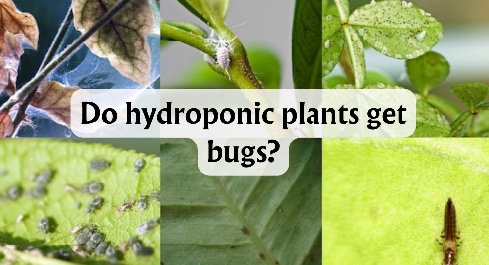 do-hydroponic-plants-get-bugs?