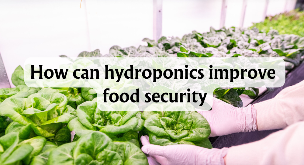 How Can Hydroponics Improve Food Security: Year Round