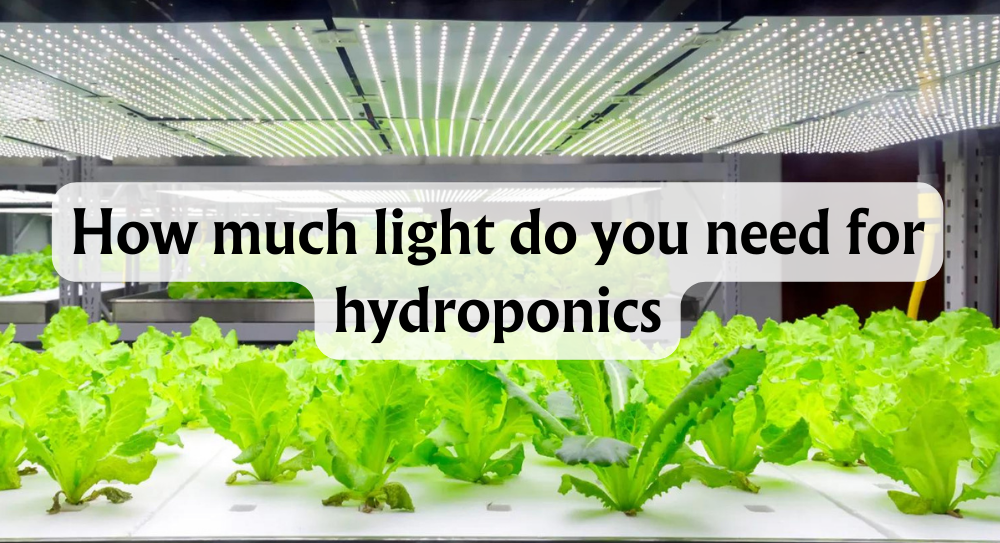 how-much-light-for-hydroponics