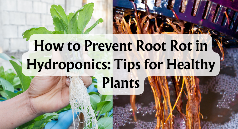 how-to-prevent-root-rot-in-hydroponics