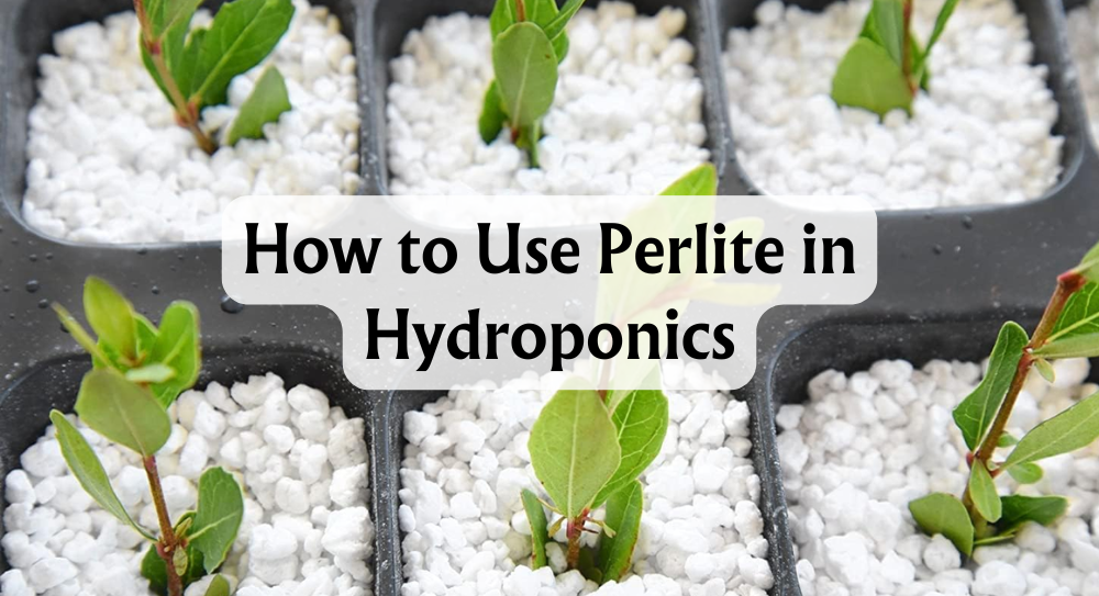 How to Use Perlite in Hydroponics