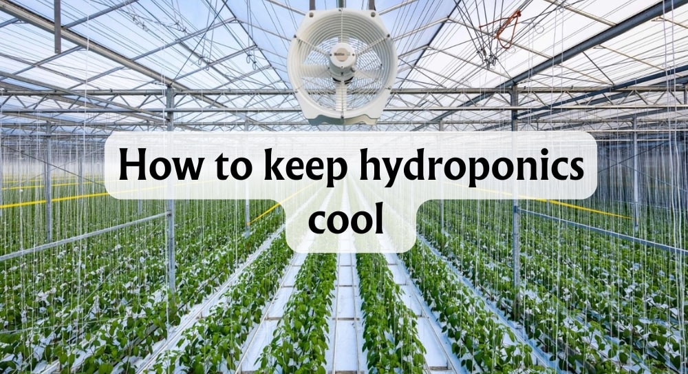 How to Keep Hydroponics Cool: Tips for reservoir cooling