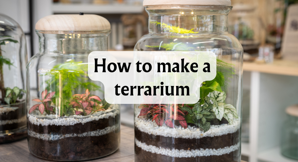 how to make a terrarium 