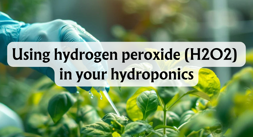 using-hydrogen-peroxide-(h2o2)-in-your-hydroponics-a-guide