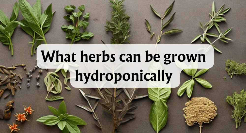 What Herbs Can Be Grown Hydroponically: A Guide for Beginners