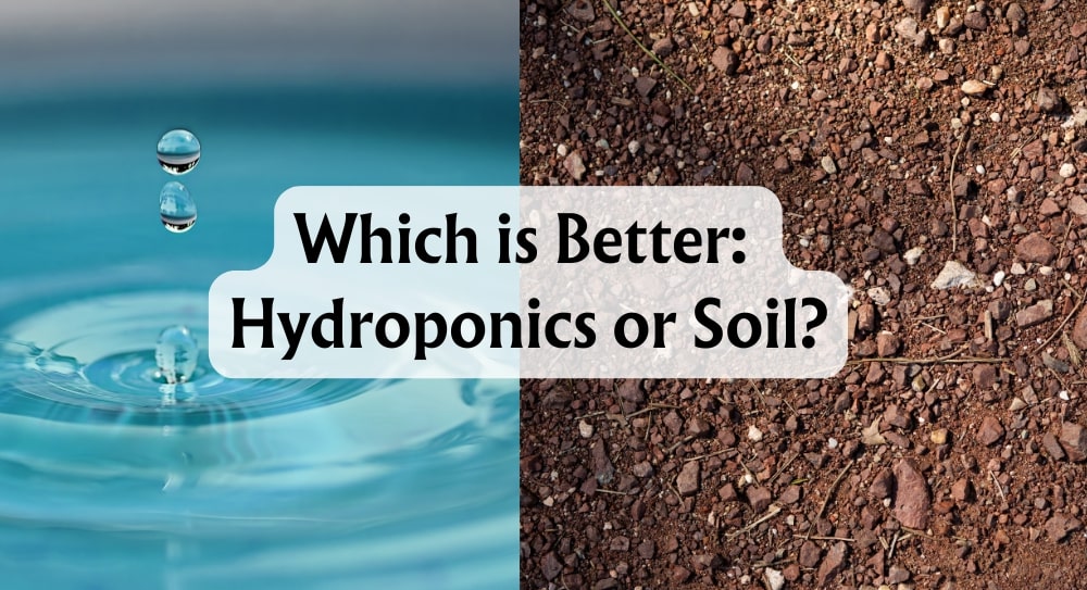 which is better hydroponics or soil