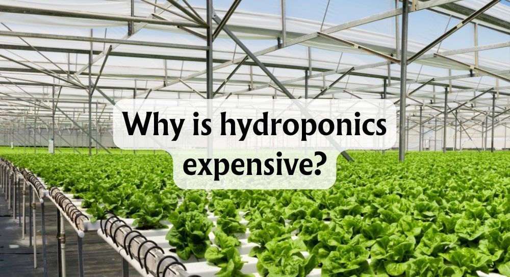 why-is-hydroponics-expensive