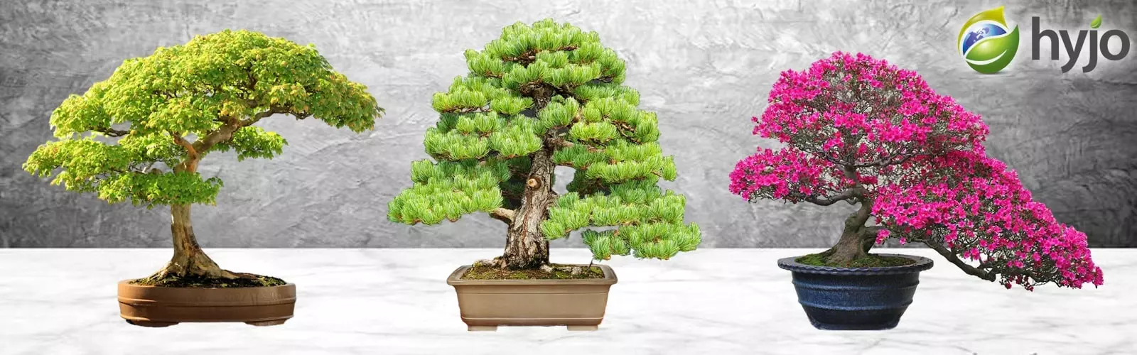 Bonsai Trees