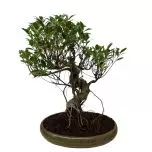 Cascading Ficus 37cm