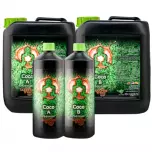 Buddhas Tree Coco A+B