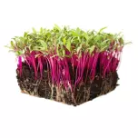 Microgreen Beetroot &#039;Bulls Blood&#039; Seeds