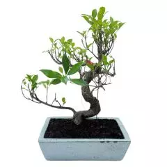 Ficus 42cm