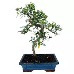 Japanese Pepper Tree 39cm