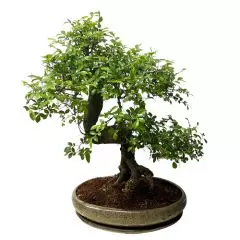 Chinese Elm 46cm