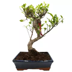 Banyan Fig Bonsai