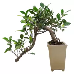 Cascading Ficus 