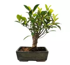 Ficus 34cm