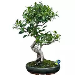 Ficus 82cm