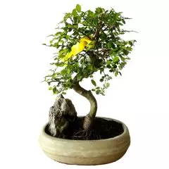 Chinese Elm 24cm