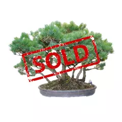 Japanese White Pine Bonsai