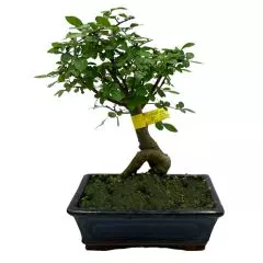 Chinese Elm 25.cm