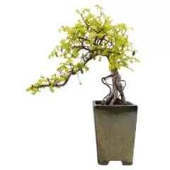 Cascading Chinese Elm 421