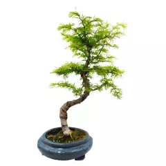 Golden Larch Bonsai 49cm