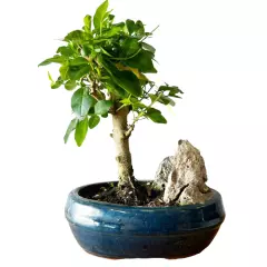 Mandarin Tree 23cm