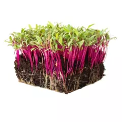 Microgreen Beetroot &#039;Bulls Blood&#039; Seeds