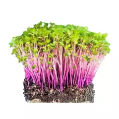 Organic Microgreen China Rose Radish Seeds