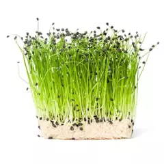 Organic Microgreen Garlic Chives Seeds