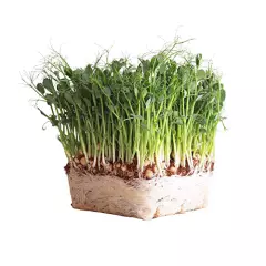 Organic Microgreen Pea Shoots Seeds