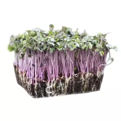 Organic Microgreen Red Cabbage Seeds