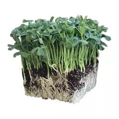 Organic Microgreen Sunflower Seeds