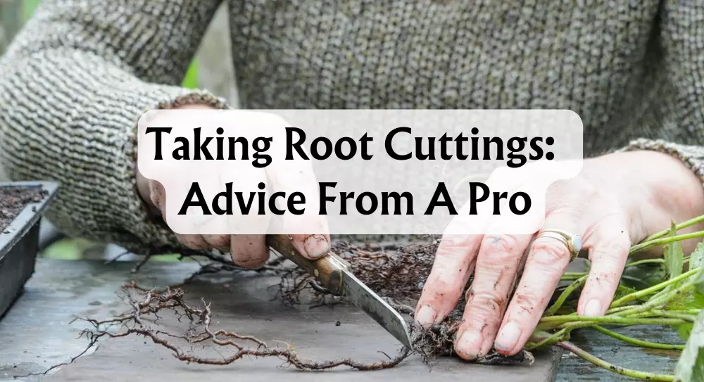 taking-root-cuttings-advice-from-a-pro