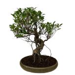 Cascading Ficus 37cm