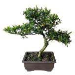 Buddhist Pine 65cm