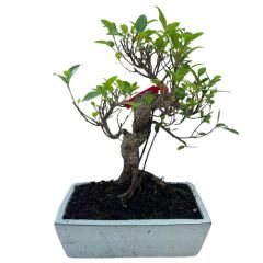 Ficus 40cm