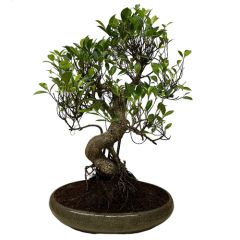 Ficus 45cm