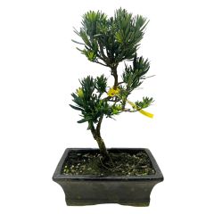Buddhist Pine 40cm