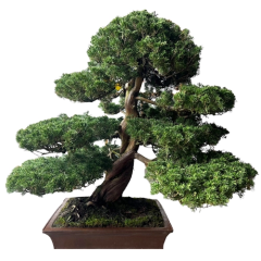 Chinese Juniper 90cm