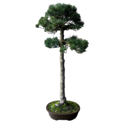 Japanese White Pine 115cm