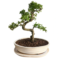 Chinese Elm 29cm-1