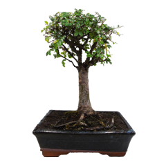 Chinese Elm 38cm