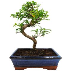Beautiful Japanese Pepper Tree 38cm