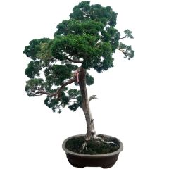 Chinese Juniper 106cm