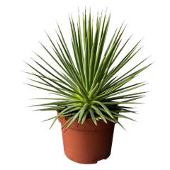 Agave Stricta Nana 25cm